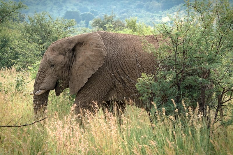 Elephants in the jungle