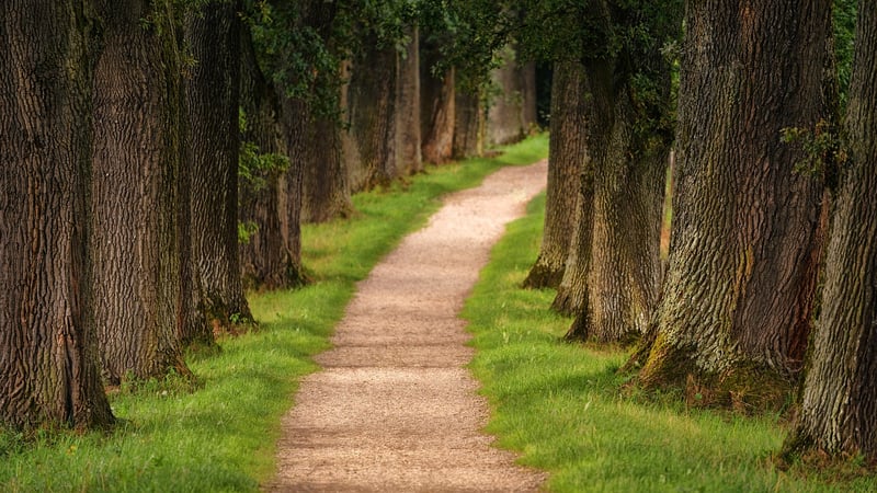 Secluded Forest Path