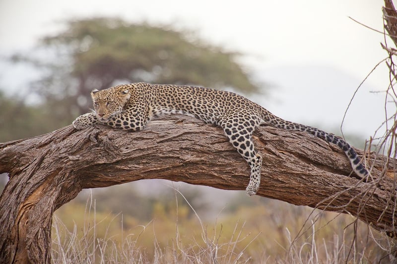 Safari lodge in Africa