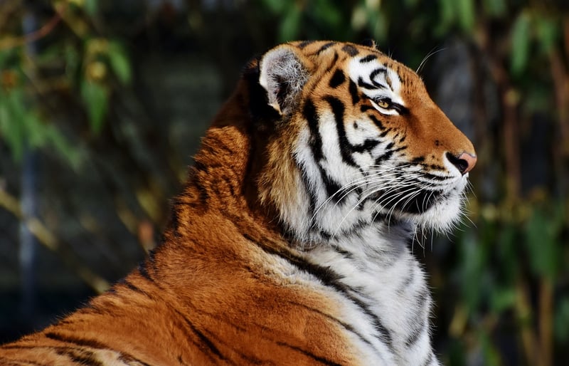 Tiger in the jungle